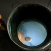 Narciso - immagine da installazione 02